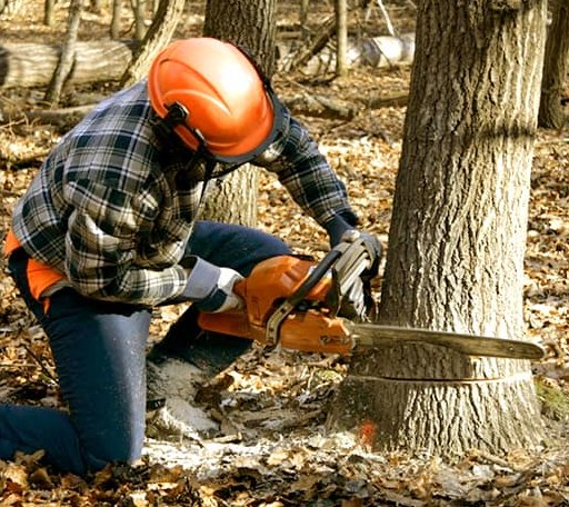 Tree Removal in Glasgow, WV